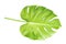 Isolate Dark green Monstera large leaves, philodendron tropical foliage plant growing in wild on white background with clipping