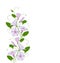 Isolate element for design flower bindweed, floral border with morning glory. Convolvulus tender pattern