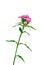 Isolate flower garden carnation on a white background