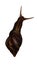 Isolate garden snail with white back ground