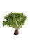 Isolate green leaves salad vegetable on white, fresh delicios an