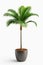 Isolate Green Palm Tree against white wall