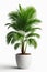 Isolate Green Palm Tree against white wall