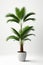 Isolate Green Palm Tree against white wall