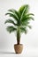 Isolate Green Palm Tree against white wall