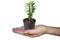 Isolate of Hand hold little tree in a small pot call Bandai Ngaen as  money ladder tree