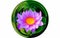 Isolate image on top view beautiful purple water lily or purple lotus flower blooming in glass ball effect.