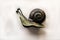 Isolate metal snail on white background, home decor, garden decor