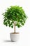 Isolate Money Tree plant against white wall