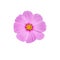 Isolate pink cosmos flower