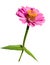 Isolate pink flower zinnias