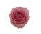 Isolate pink rose on white background romance beautiful Flower symbol Love Valentine Day