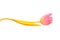 Isolate pink tulip stem of which is bent wave yellow