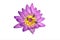 Isolate purple water lily flower with many bees on white with c