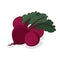 Isolate ripe beet root vegetable