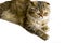 Isolate studio shooting Scotish fold Highland longhair cat golden chinchilla