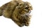 Isolate studio shooting Scotish fold longhair cat golden chinchilla