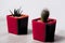 Isolate three cactus in pot on white background