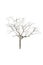 Isolate tree on white background