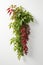 Isolate Virginia Creeper plant against white wall