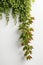 Isolate Virginia Creeper plant against white wall