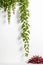 Isolate Virginia Creeper plant against white wall