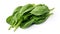 Isolate on a white background young green spinach