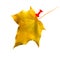 Isolate yellow leaf needle red, place for text as a calendar, concept