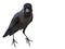 The isolate of young raven on a white background.  Close-up portrait of a crow