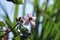 Isolated Achiote Bixa orellana branch with flowers