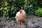 Isolated adult Hen seen foraging for food within her enclosed garden area next to a lawn border