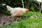 Isolated adult Hen seen foraging for food within her enclosed garden area next to a lawn border