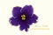 Isolated African violet flower