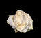 Isolated aged wrinkled white yellow rose blossom macro on black background