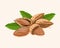 Isolated almond seeds with leaves on light background.