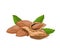 Isolated almond seeds with leaves on white background.