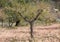 Isolated almond tree