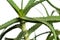Isolated aloe vera plant with white background - Close up