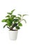 Isolated American Baby Rubber Plant Peperomia Obtusifolia in a pot