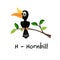 Isolated animal alphabet for the kids,H for Hornbill