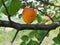 Isolated apricot on a branch