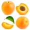 Isolated apricot. Fresh cut apricot fruits isolated on white background, with clipping path