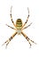 Isolated argiope spider