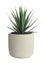 isolated artificial cactus succulent plant in clay pot