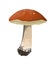 Isolated aspen mushroom.