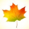 Isolated autumn bright vector maple leaf