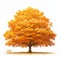Isolated autumn tree, vivid orange yellow leaves, white background, fall vibes