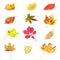 Isolated autumnal leaves of various trees