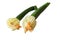 Isolated Baby Courgette or Zucchini Squash with Flowers