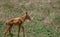 Isolated baby gazelle in savanna - Tanzania national park